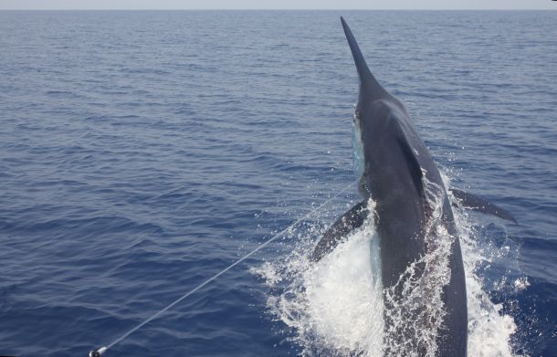 Second grander of Cairns marlin season